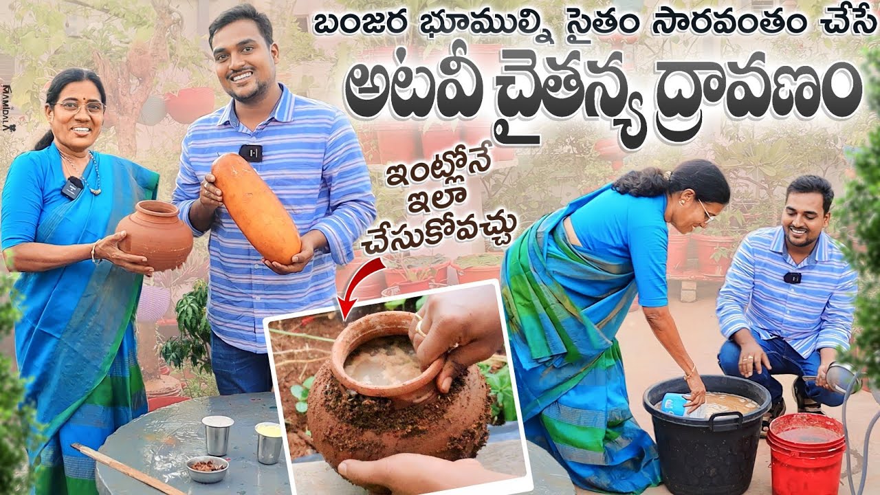 అటవీ చైతన్య ద్రావణం, ఖర్చు తక్కువ ఫలితం ఎక్కువ, ఎలా చేస్తారో తెలుసా? #nocost #fertilizer #organic