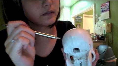 Week 3 Axial Skeleton Lab Video