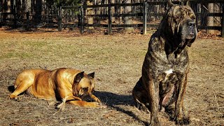 Battista the dominant cane corso joins the pack