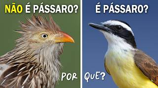 PÁSSARO e AVE são a mesma coisa? Ornitólogo Responde! by Planeta Aves 147,577 views 3 weeks ago 12 minutes, 33 seconds