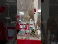 Giant Ornaments For Your Front Garden Decoration 🎄 #christmas #cristmasdecor #christmasdecoration