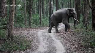 Tusker crosses path at JIm Corbett National Park &amp; Tiger Reserve! #elephant #elephants #tusker