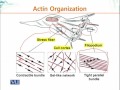 BIO734 Advances in Cell Biology Lecture No 186