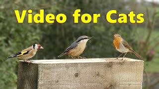 Movies For Cats To Watch Birds ~ Lovely Little Garden Birds