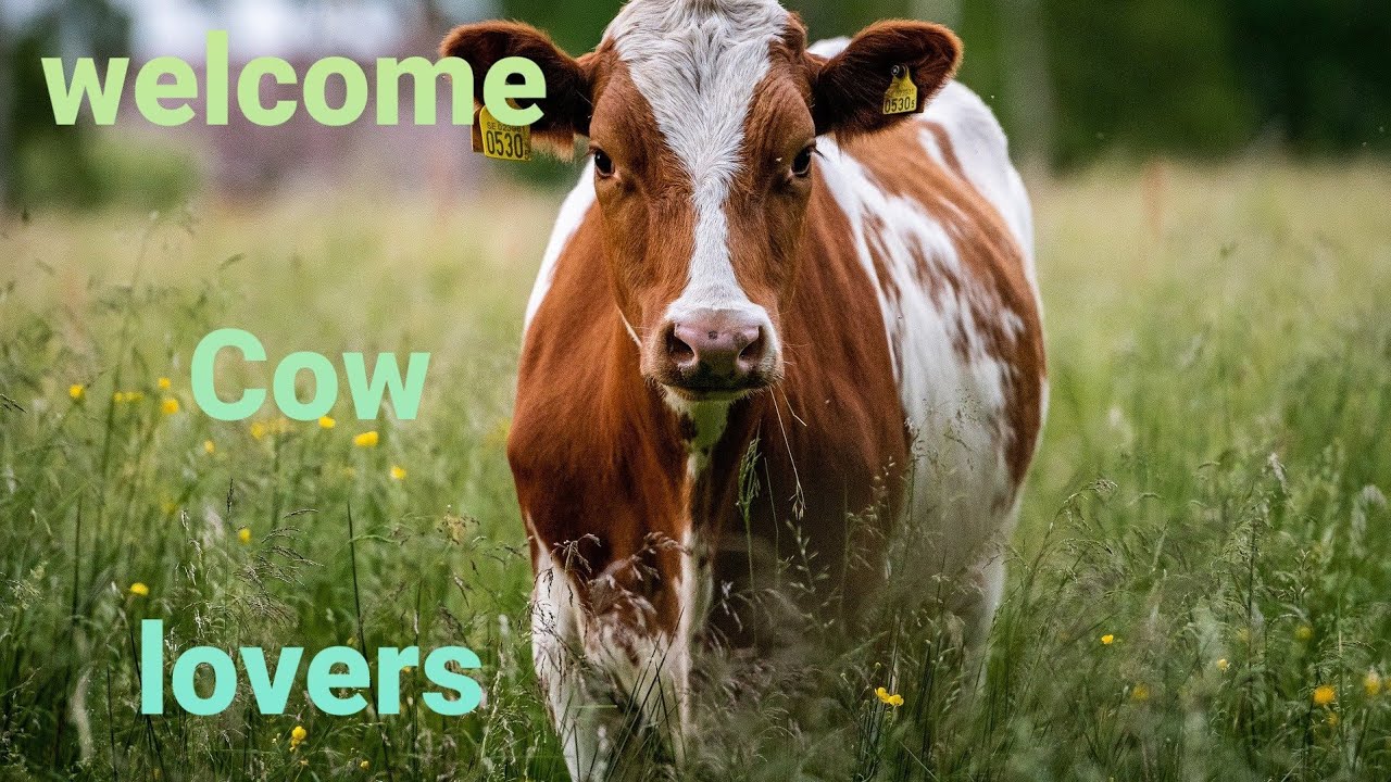 dairy cows available | Jersey, hf, holistein and cross high breed | high milking cows, 15 to 30 litr