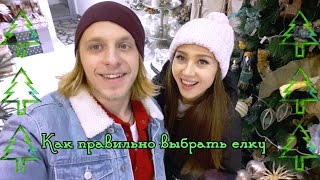 Как выбрать елку. Руководство Оза - Киев днем и ночью Как выбрать елку. Руководство Оза - Киев днем и ночью