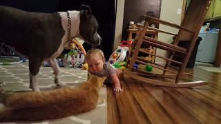 Pitbull vicious attack of baby and cat (Viewer discretion advised)