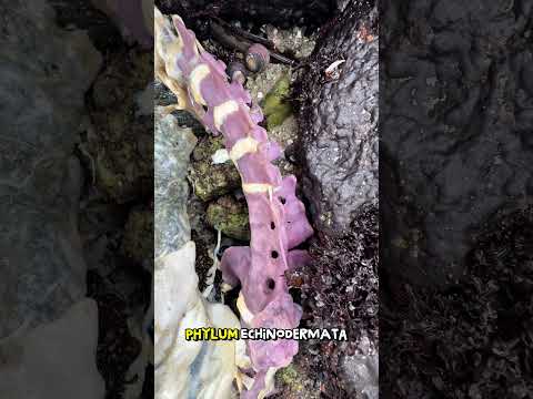 Purple otter bones thumbnail