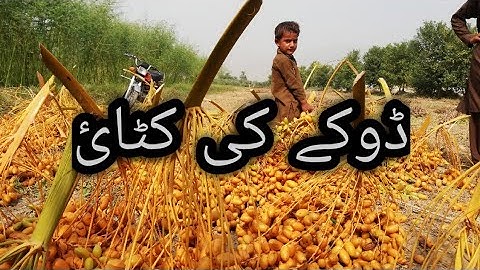 Harvesting Dates fruits (Doka) : A short video