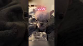 Legendary Funny Dog Memes (Then vs Now) ❤️