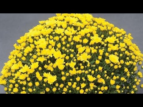 Видео: Chrysanthemums баглаа: хэнд өгөх нь заншилтай байдаг