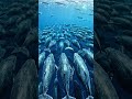 100 whales #viral #whale #ai #wildlife