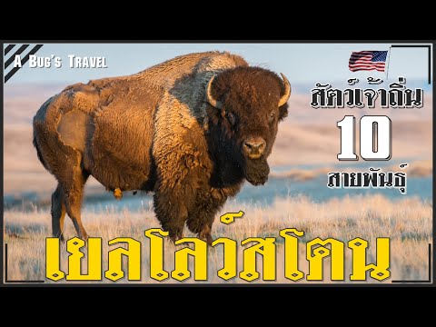 สัตว์เจ้าถิ่นอุทยานแห่งชาติเยลโลว์สโตน | Yellowstone National Park, USA