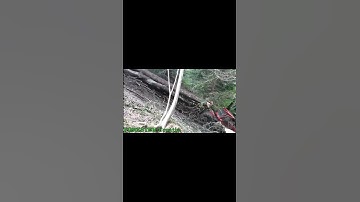 Skidder Camox Extreme Operation #shorts #forest #skidder #forwards #logging #nature #forest