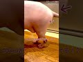 新種!?笑ドラゴン模様の浮き上がったほたて猫※動画だと見え辛いので最後の写真を見てください【スフィンクス 猫】