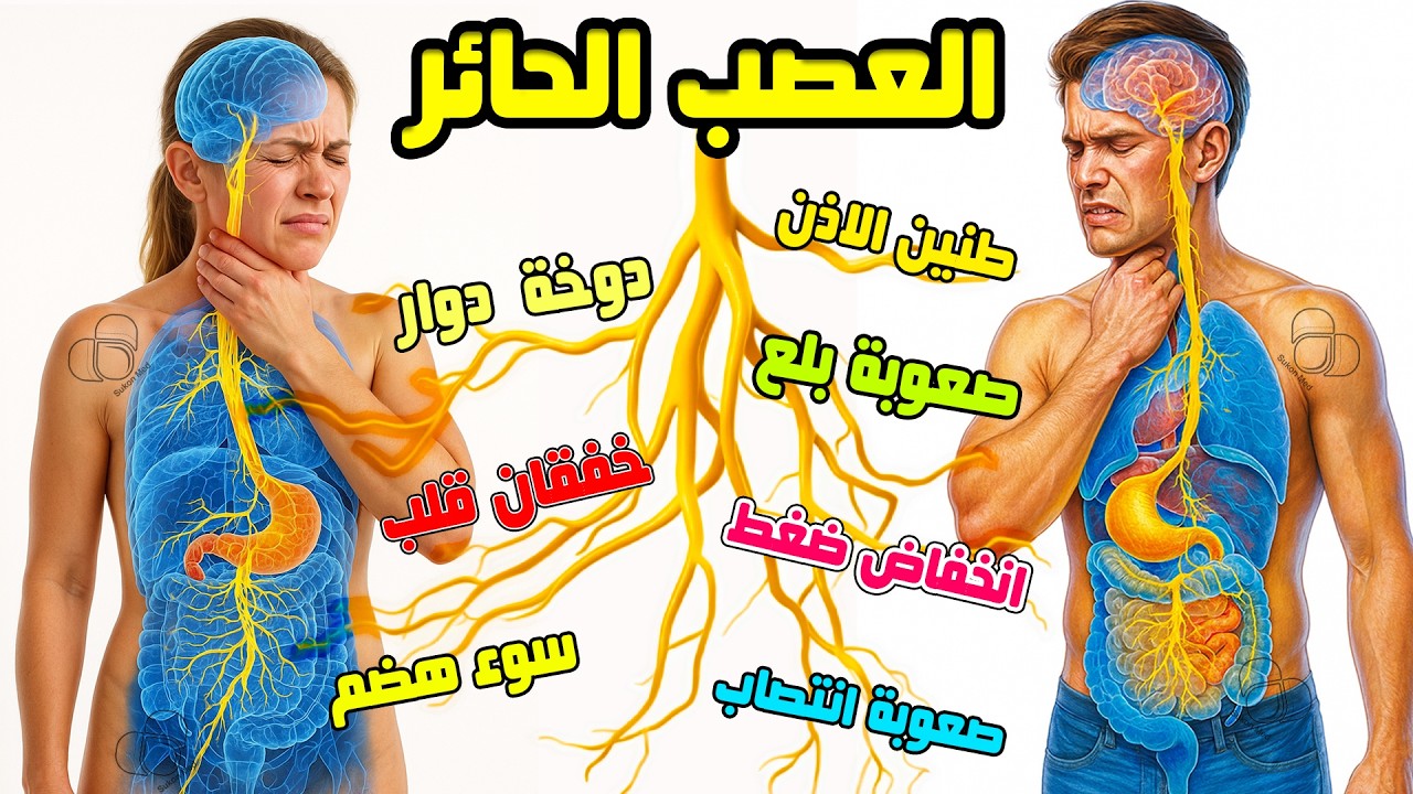 العصب الحائر (Vagus Nerve) جزء.١ — العصب الذي يربط الدماغ بالقلب والمعدة والأمعاء والتنفس والصوت.
