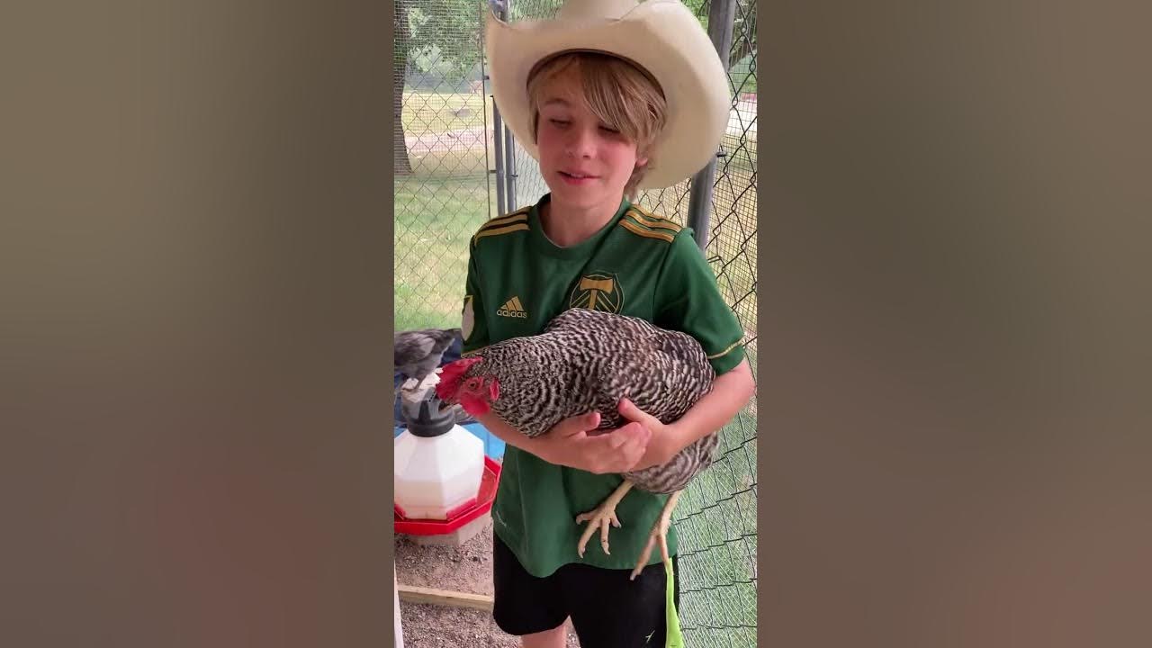 How to Introduce the Young Chickens to the Adult Chickens🐥🐓 YouTube