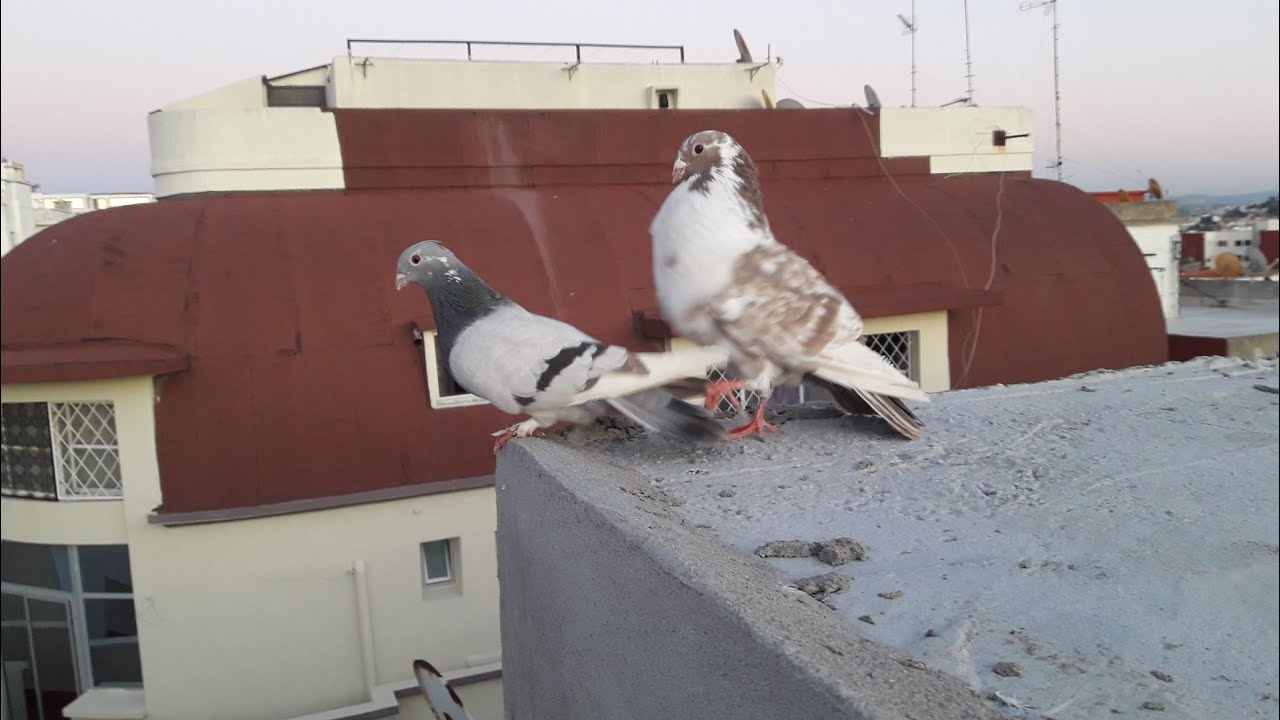 و أخيرا طيرت حمامي لأول مرة شوف شنو وقع | قصص الحمام 🕊