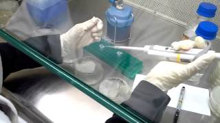 Isolation Bacteria From Seaweed
