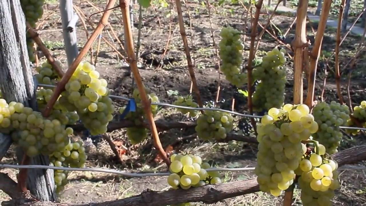 Виноград Шардоне Описание Сорта Фото Виноград Шардоне Описание Сорта Фото