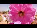 اهم الازهار والاشجار لتغذية النحل شتاء The Most Important Flowers And Trees For Feeding Bees 