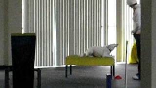 Jumpin Java Agility Class: Michelle and Emma