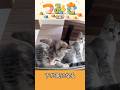 手のひらサイズの子猫つみき027。#shorts #子猫 #保護猫
