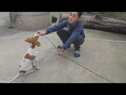 როგორ  ვასწავლოთ  ძაღლს  დაჯდომა