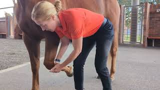 Musculoskeletal examination of the forelimb of the horse