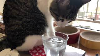 猫に氷水は大丈夫?😆【猫日記こむぎ&だいず】2018 06 21 またゴム 検索動画13 猫に氷水は大丈夫?😆【猫日記こむぎ&だいず】2018 06 21 またゴム 検索動画 13