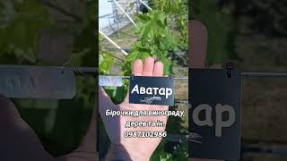 Бірочки для винограду і саду #виноград #виноградник