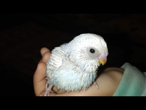 فيديو عن العصفور النونو 