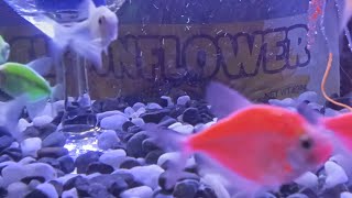 6426 Makulimlim Guysglotetrafish