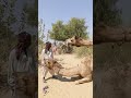 مسارات المشي تجربة الإبل في سفاري الصحراء سيمفونية السفاري التناغم مع رفاق الإبل 