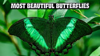 10 Exquisite Butterfly Species : Discover the Magnificent Beauty