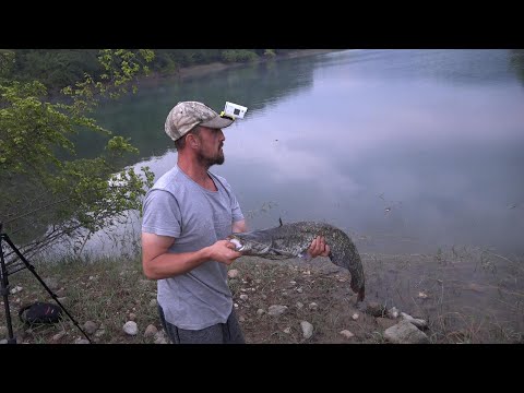 SAZAN YAYIN AVI YALOVA 2022 Carp Fishing Catfish Hunting