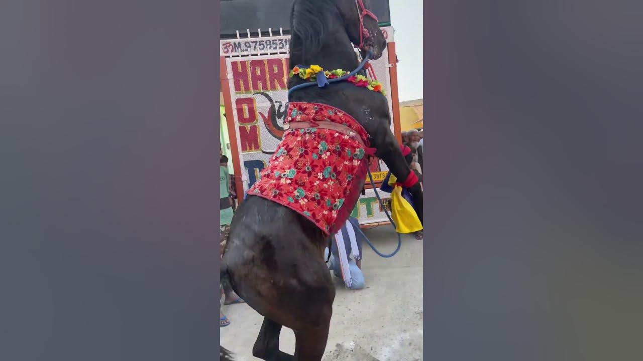 horse-is-dancing-in-wedding-in-india-shorts-youtube