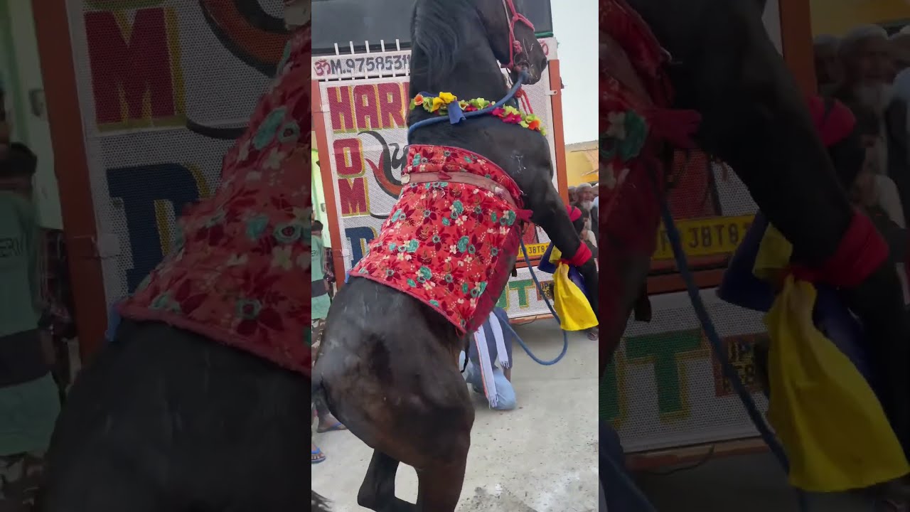 Horse Is Dancing In Wedding In India shorts YouTube Horse Is Dancing In Wedding In India shorts YouTube