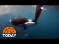 Pod of orcas sink 50foot yacht in moroccan waters