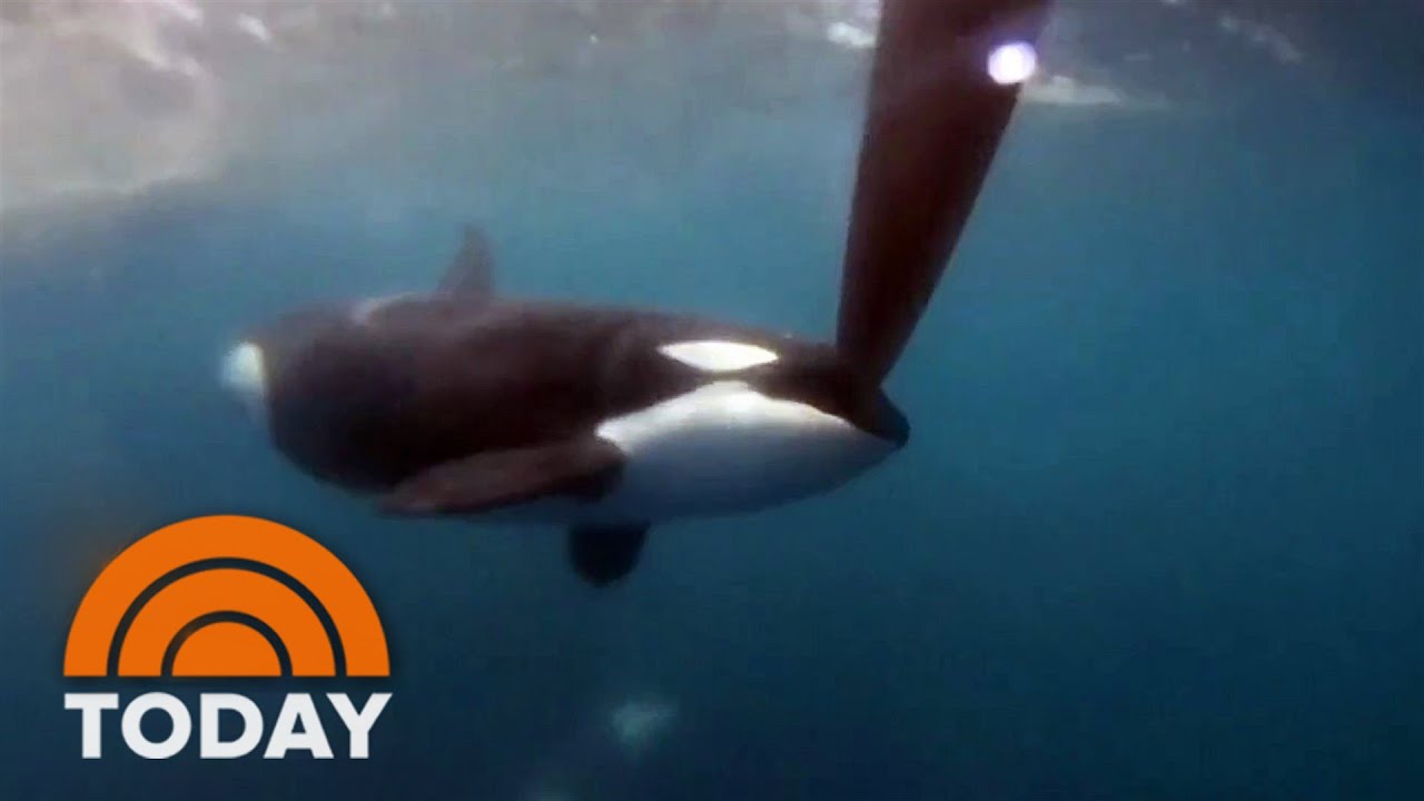 Orca takes down a great white shark on camera