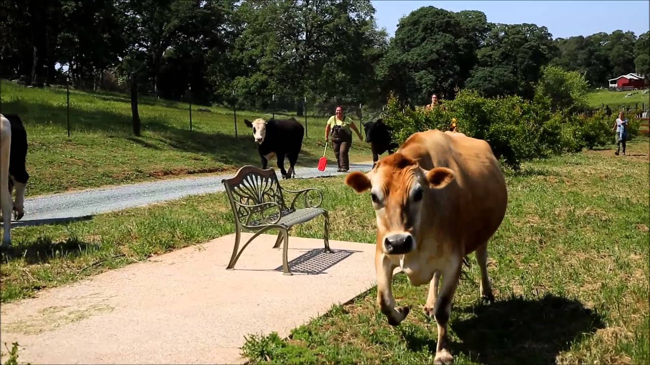 Cows Move to New Pasture YouTube