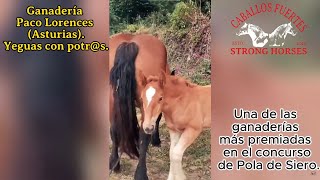 Ganadería Paco Lorences (Asturias). #stronghorses #caballos #horse #ganado #bighorse #breton