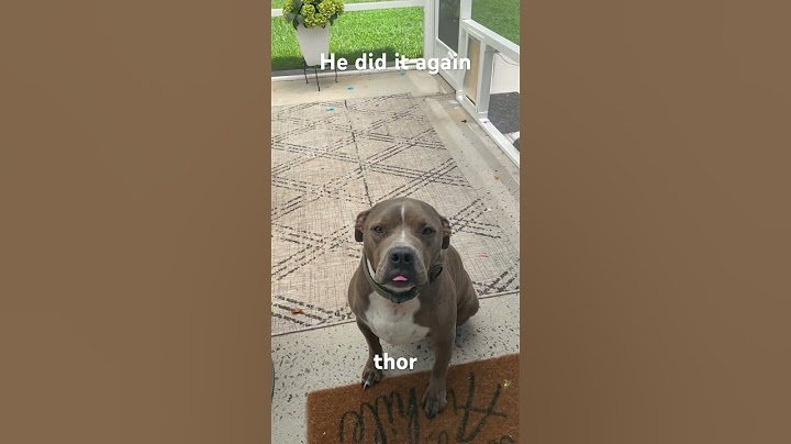 My dog Thor thinks the door is closed…again #funnyshorts #funnyanimals