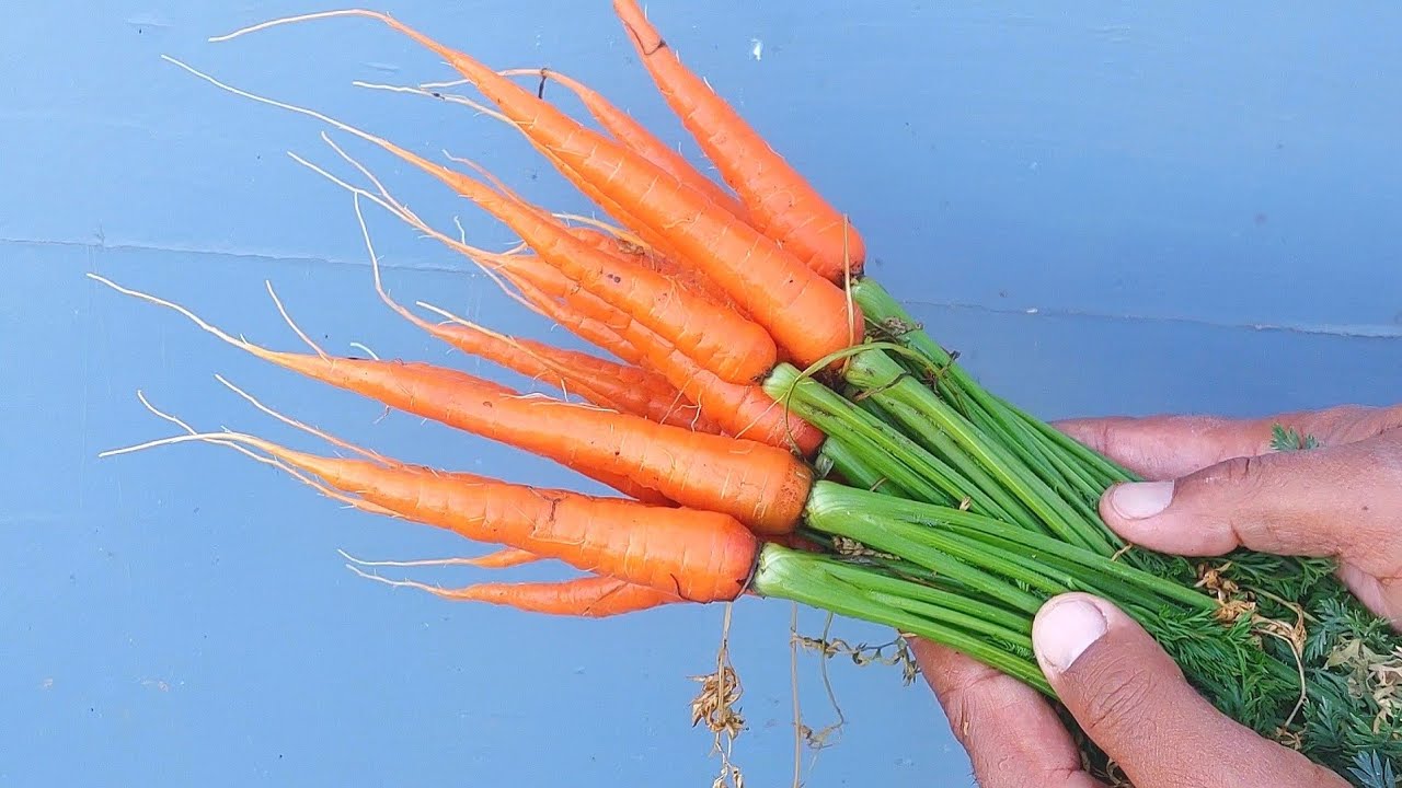أفضل طريقة لزراعة الجزر في المنزل من البذور حتي الحصاد بكل بساطة