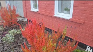 видео: 25-10-2025/СПИЛИЛИ СТАРУЮ ГРУШУ/ОМОЛОДИЛИ ЯБЛОНИ СТАРЫЕ/ЧАСТИЧНО УБРАЛА ПАЛИСАДНИКИ/Умер наш Бимка. картинка: 25-10-2025/СПИЛИЛИ СТАРУЮ ГРУШУ/ОМОЛОДИЛИ ЯБЛОНИ СТАРЫЕ/ЧАСТИЧНО УБРАЛА ПАЛИСАДНИКИ/Умер наш Бимка.