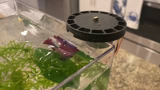 3D Printing An Automatic Fish Feeder