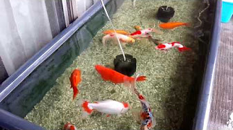 Nan Nan Back Undefined Skip Navigation Search Search Sign In Undefined 6 Unavailable Videos Are Hidden Play All ベランダ金魚 庭金魚 Goldfish Best 96 Videos 28 608 Views Last Updated On May 9 21 Show More Cojica Kubrick Cojica Kubrick