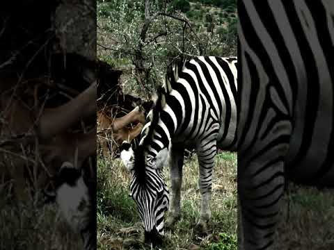 ვიდეო: Hluhluwe-Imfolozi Park, სამხრეთ აფრიკა: სრული გზამკვლევი