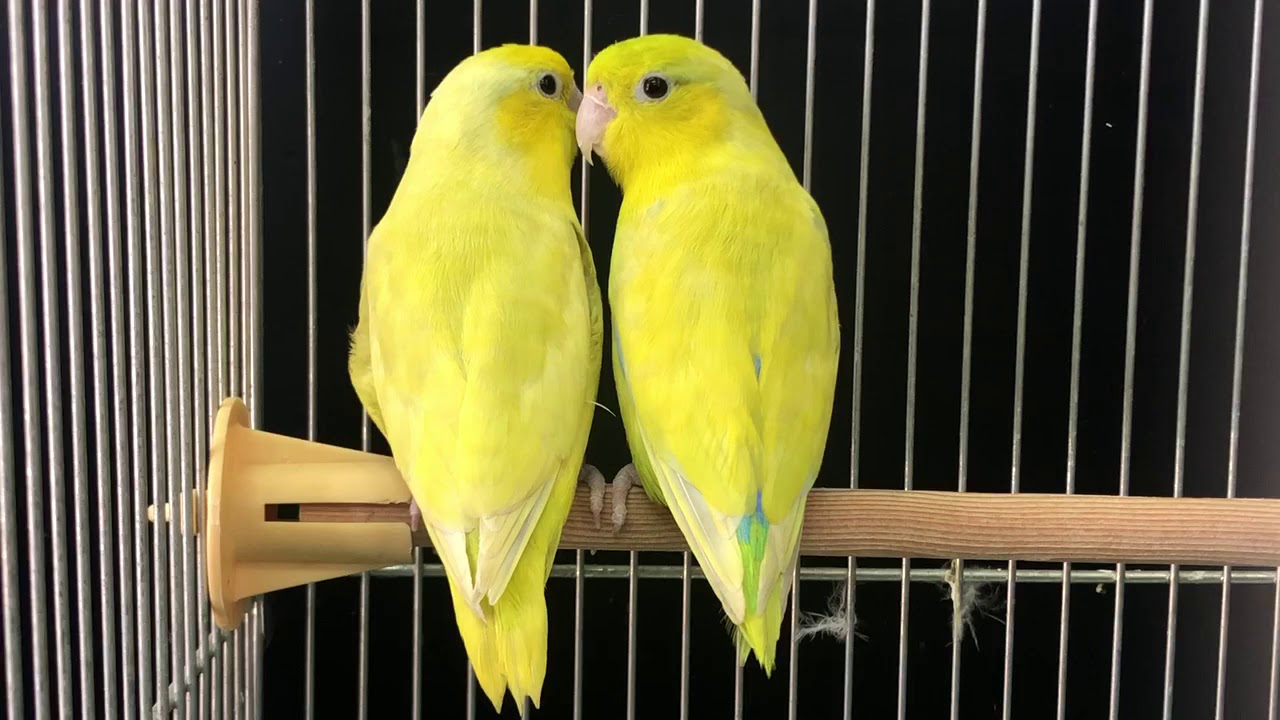 マメルリハの種類・特徴・おすすめポイント！（動画も紹介） | 羊毛