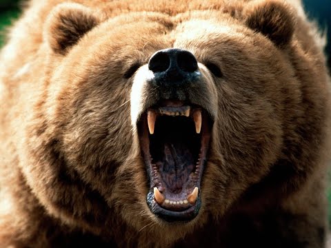 Giant Grizzly Bear Eating Elk in the Yellowstone River